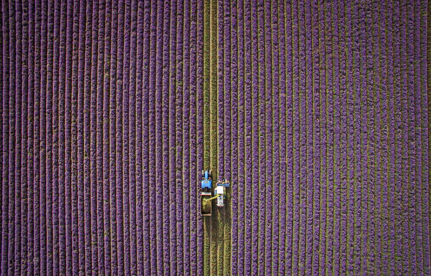 image of lavender fields on Castle Farm